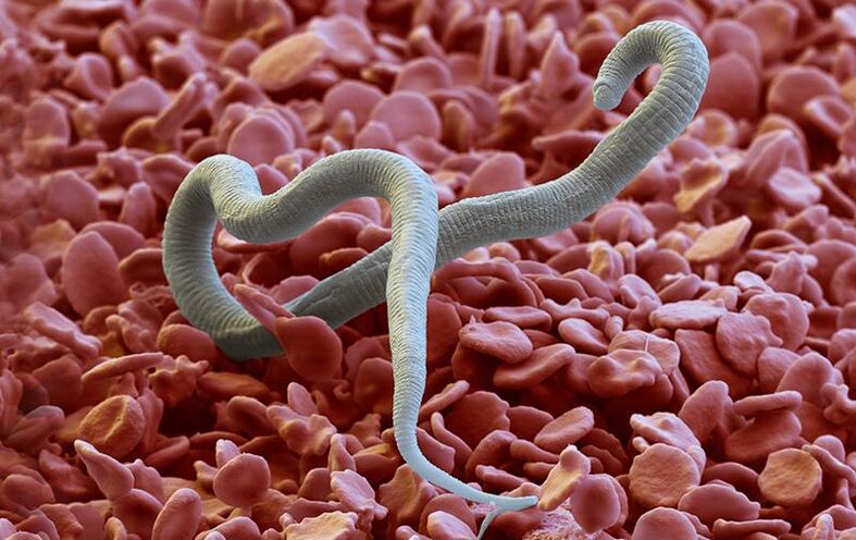 Dirofilaria - паразит, който прониква в кожата чрез ухапвания от насекоми