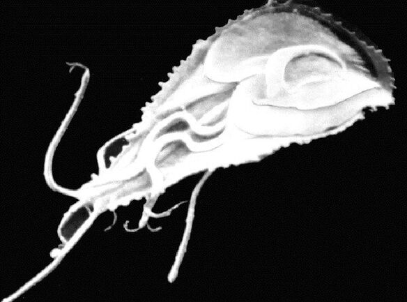 Giardia е протозоен камшичест паразит. 