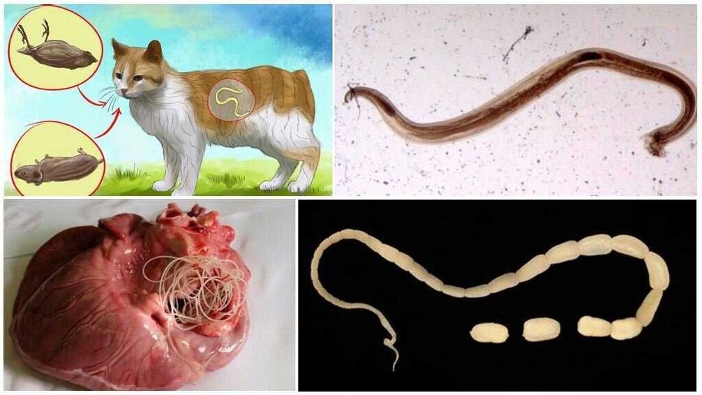 как червеите влизат в тялото